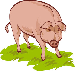 cochon