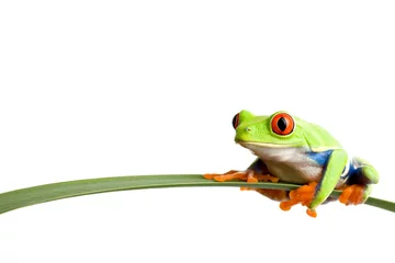 Photo sur Plexiglas Grenouille grenouille sur une feuille