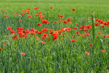red corn poppy flowers