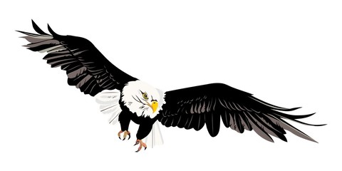 Obraz premium bald eagle