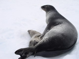 sea lion with a cub