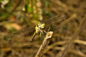 yellow dragonfly