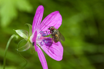 fly and pink flower