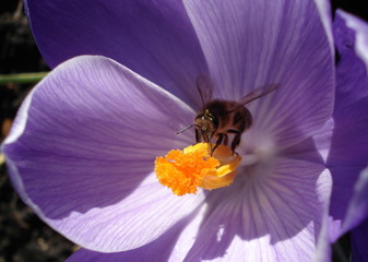 looking for nectar © John Hartley