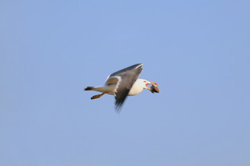 Fototapeta na wymiar flying seagull with bivalve in beak against blue sky