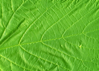 Green leaf