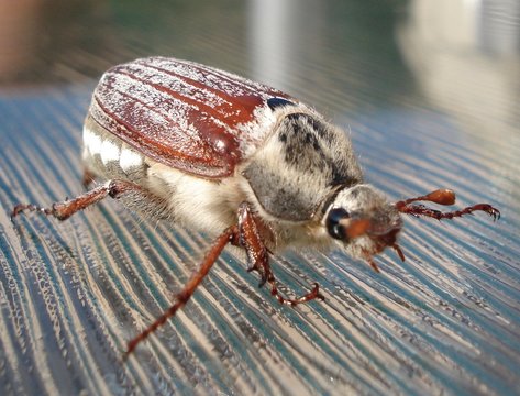 cockchafer beetle, maybug