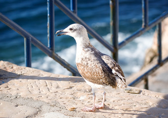 Seagull