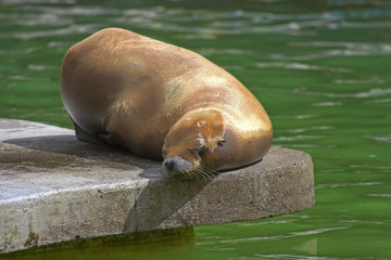 sleeping seal