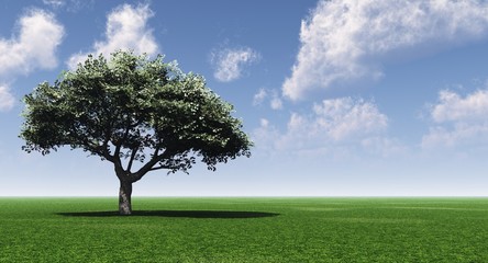 Obraz premium green tree