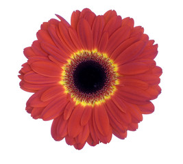 gerbera head