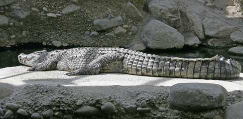crocodile de nile 1