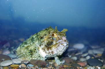 terrible fish