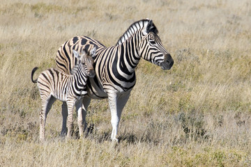 Fototapeta na wymiar zebra i dziecka zebra