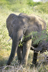 kruger park