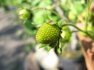 growing strawberry