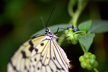 papillon idea leucone