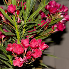 hardy red oleander