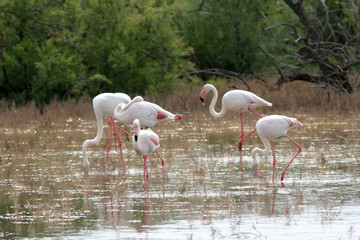 flamants roses