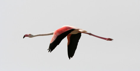 flamant rose en vol