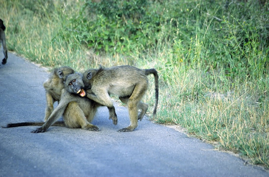baboon