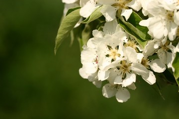 beautiful blossom