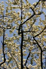 branches of blossom