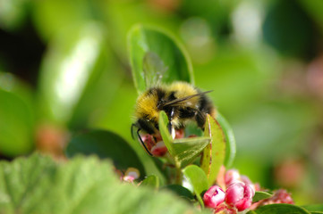bee and flower