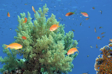 Fototapeta na wymiar miękkich koralowców
