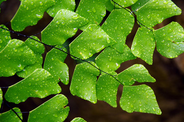 mainderhair fern