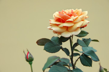 orange ochre rose
