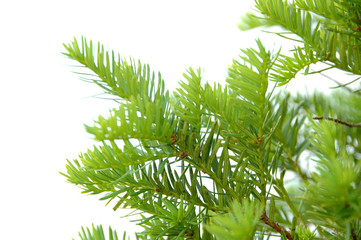 Fototapeta premium tree leaves