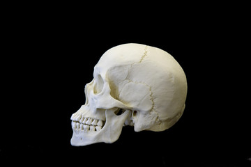 human skull