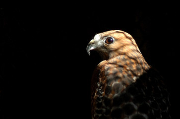 red tail hawk in cage