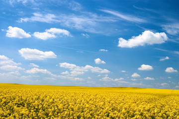 Obraz premium oilseed