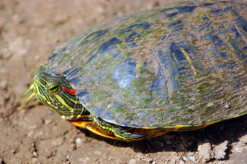 red-eared slider