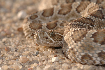 prairie rattlesnake