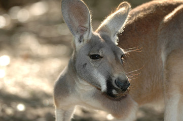 kangaroo portrait