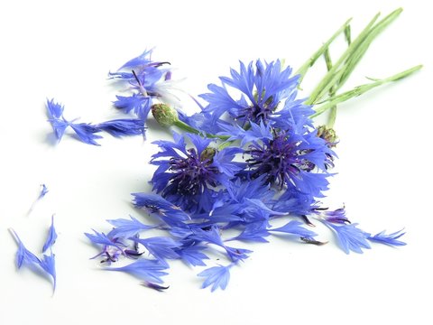 blue corn-flower as herb