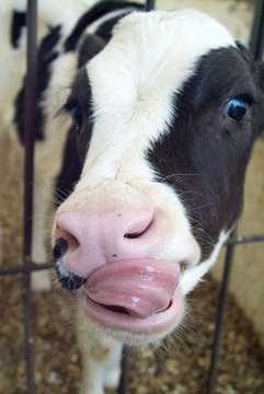 cow tongue