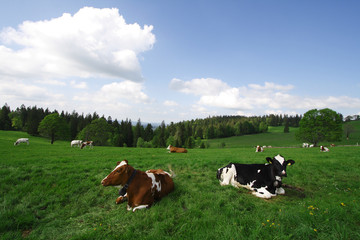 cows and green field on a sunny summer day
