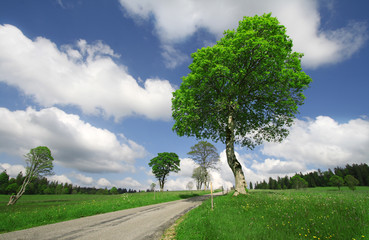 green tree and blue sky in summer