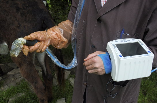 echographie d'un &acirc;nesse