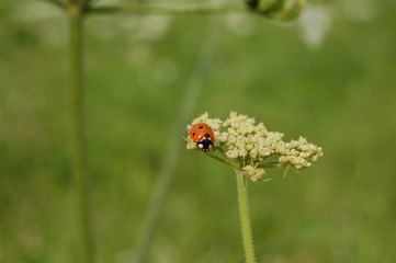 coccinelle