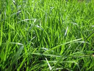 Obraz premium herbe longue