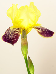 yellow flower with purple