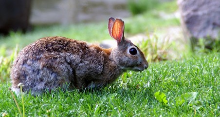 gray rabbit