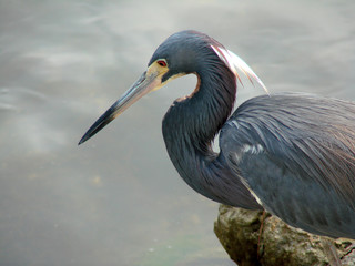 tri-colored heron closeup