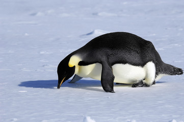fallen penguin