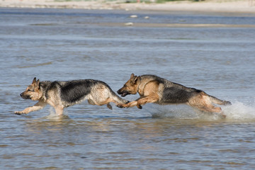 Naklejka premium two sheep-dogs run on sea water
